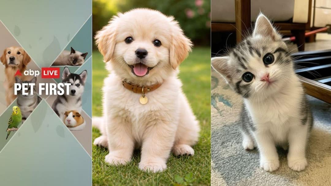 Pet-Friendly Travel and Infrastructure