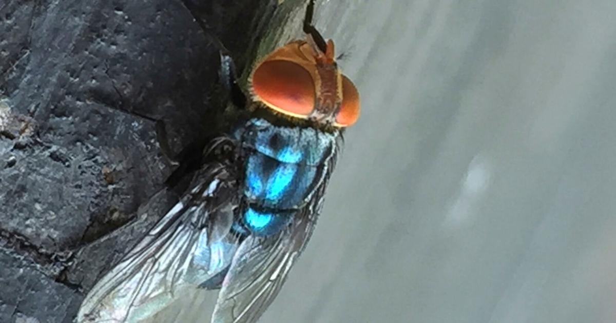 Agricultural Biosecurity and Pest Control