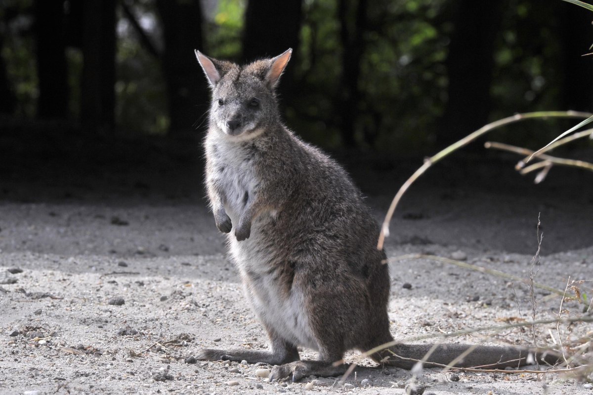 Wildlife Crime on Social Media