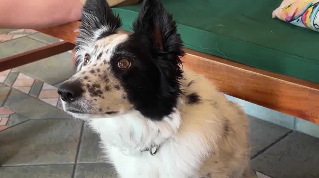 Treating Pet Anxiety Medically