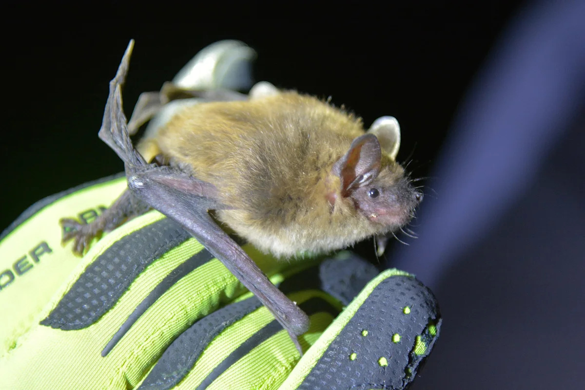 Wildlife Conservation and Disease Management