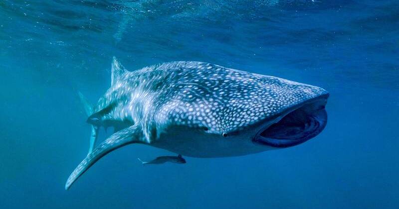 Secrets of Marine Biology