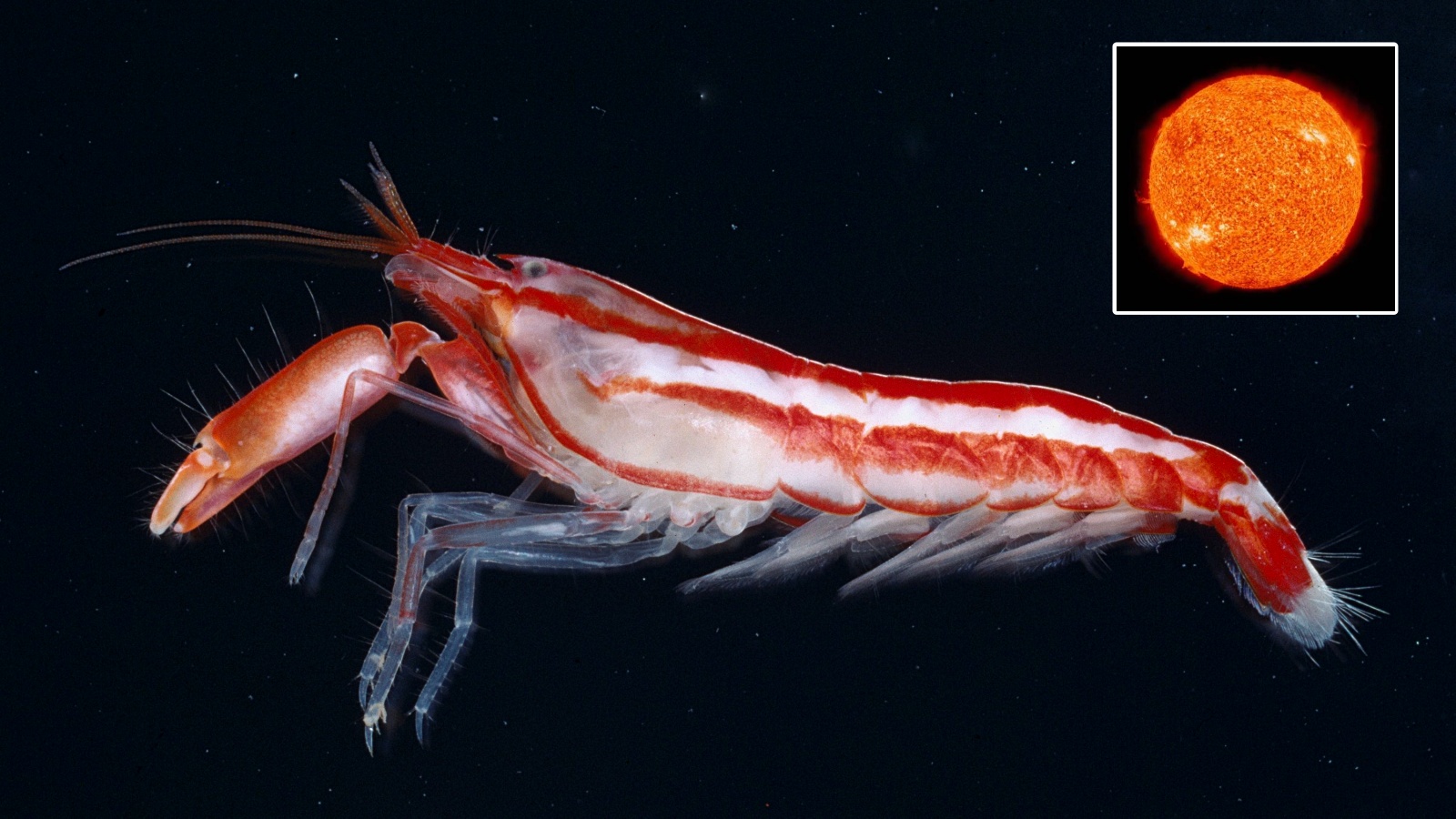 Fascinating Physics of Marine Life