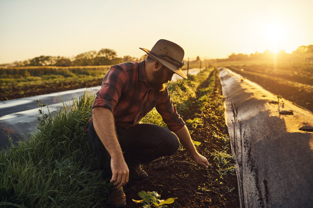 Embracing Rural Life and Homesteading