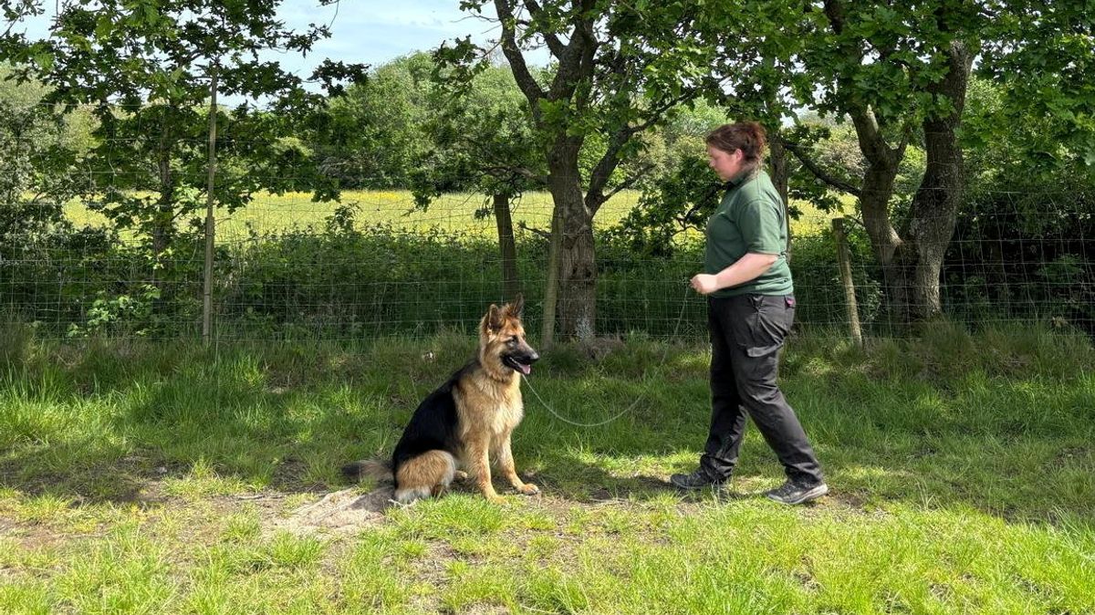Advanced Canine Behavioral Rehabilitation