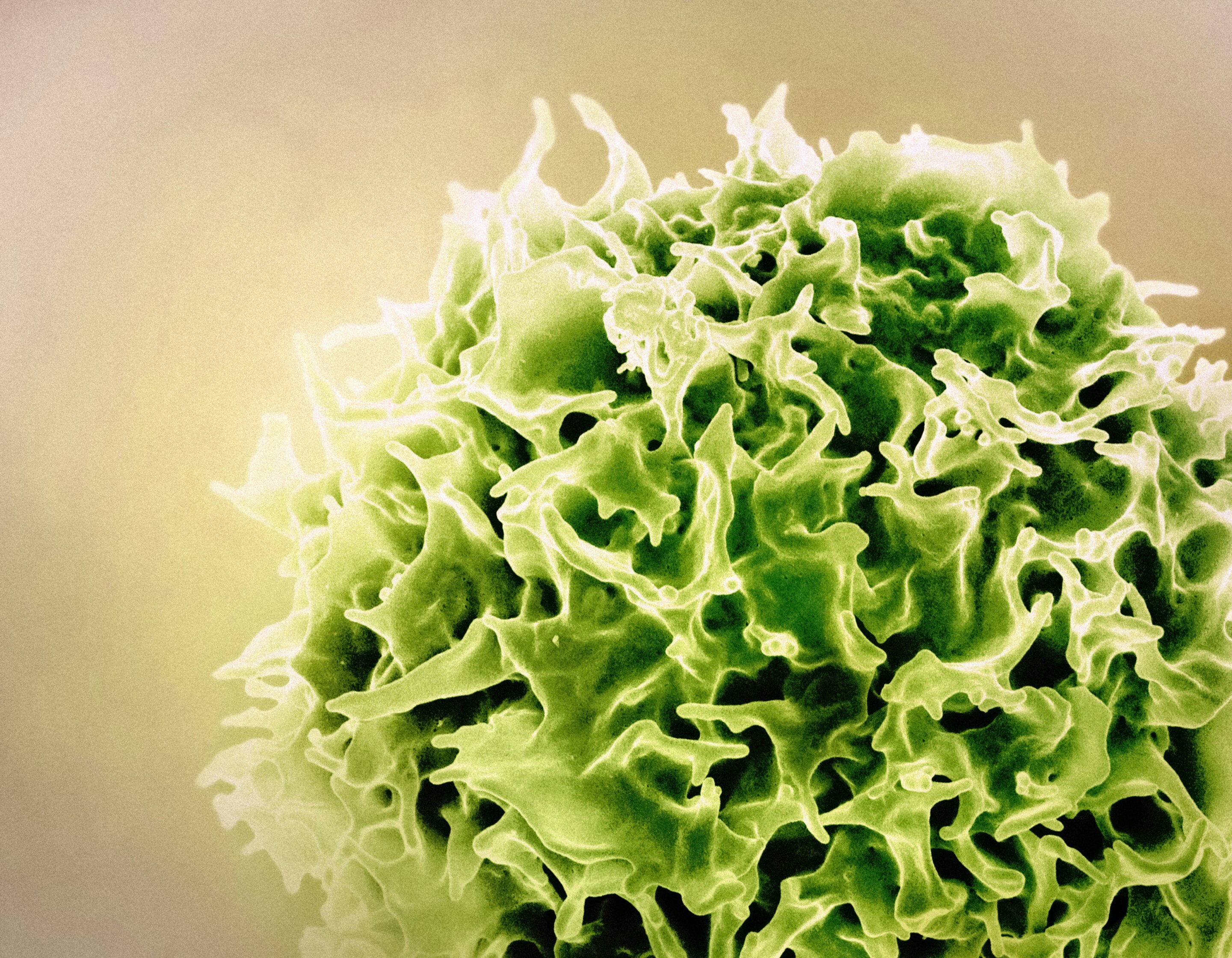 The Hidden Intelligence of Immunity