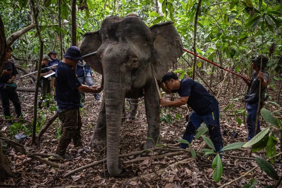 Wildlife Coexistence Solutions