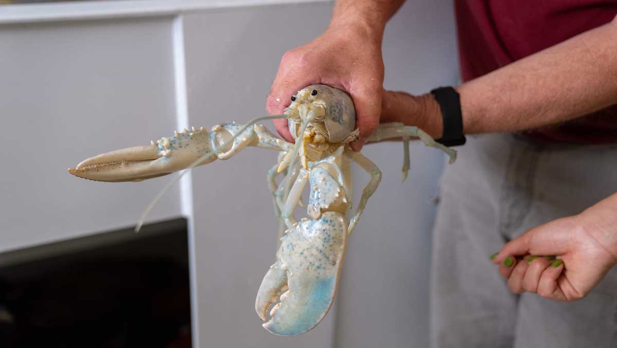 The Science of Rare Animals