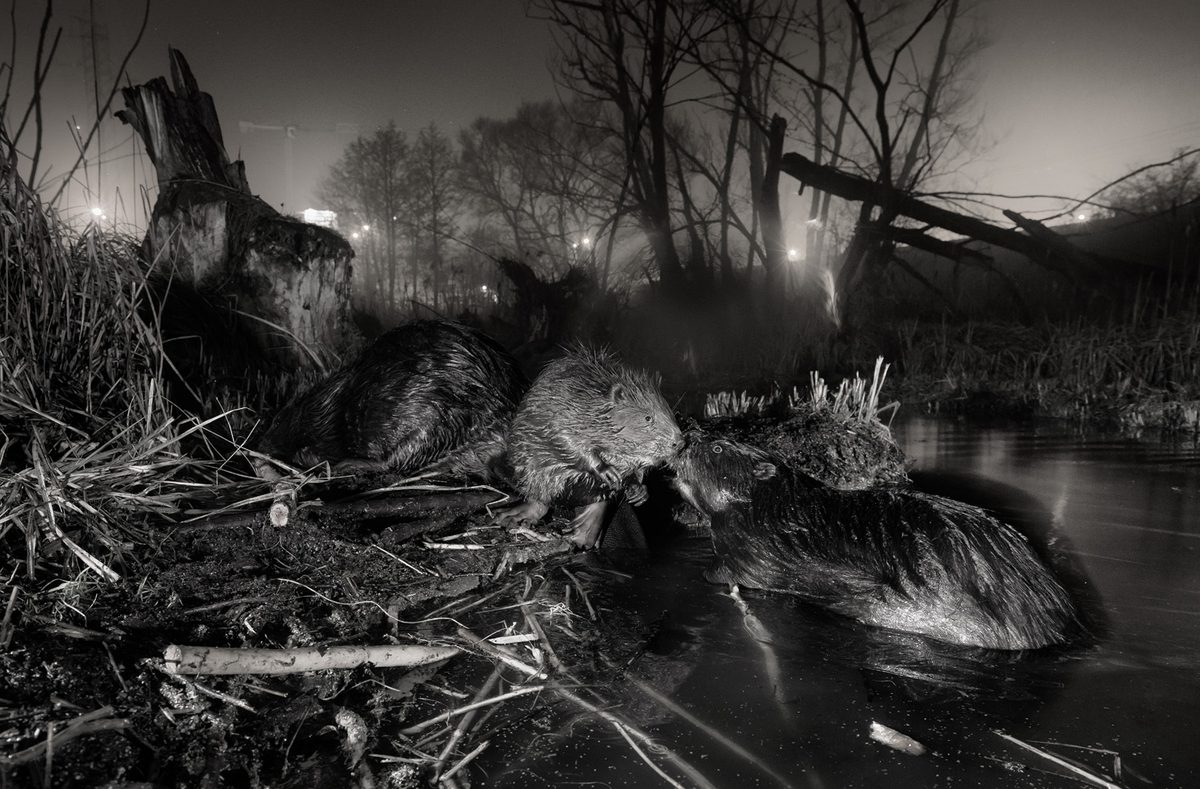 Rewilding the Urban Landscape