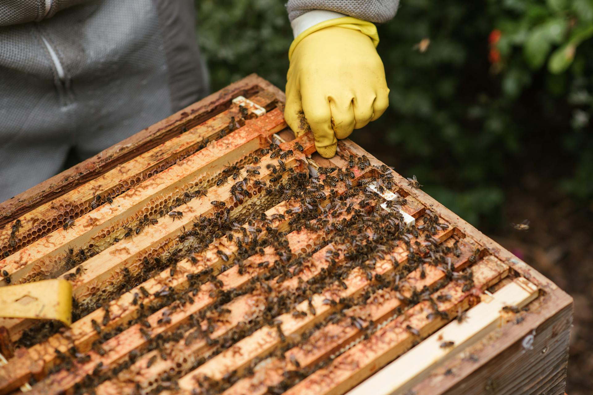Resilient Beekeeping Businesses